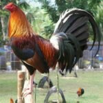 Albany Rooster Game Fowl