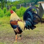American Gamefowl For Sale