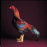 Black Breasted Red Aseel