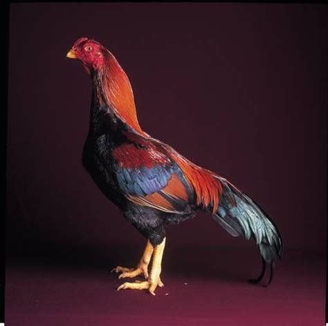 Black Breasted Red Aseel