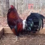 Dark Hatch Game Fowl