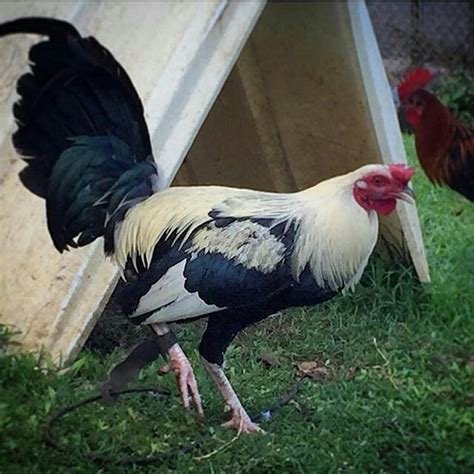 Regular Grey GameFowl