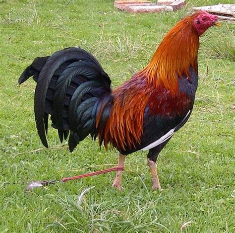 Spanish Gamefowl