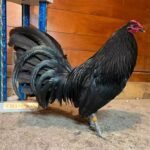 Black Gamefowl For Sale