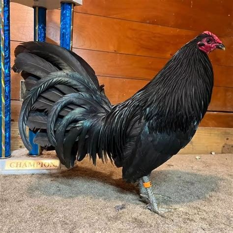 Black Gamefowl For Sale
