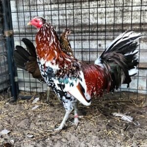 Morgan Whitehackle Gamefowl