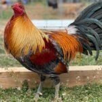 Blueface Hatch Game Fowl