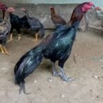 Dark Aseel Game Fowl