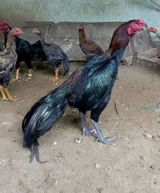 Dark Aseel Game Fowl