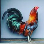 Gerard Hatch game fowl