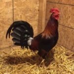 Gleezen Whitehackle Game Fowl