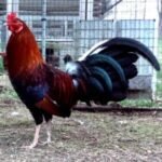 Lacey Roundhead Roosters