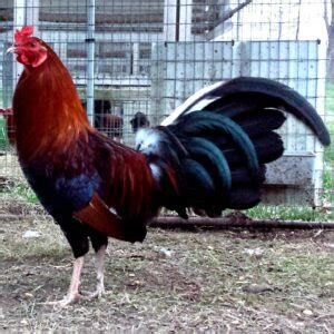 Lacey Roundhead Roosters