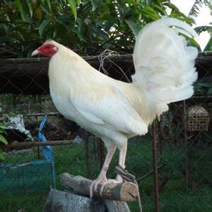 Murphy Whitehackle Gamefowl