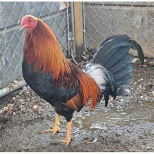 Democrats Gamefowl