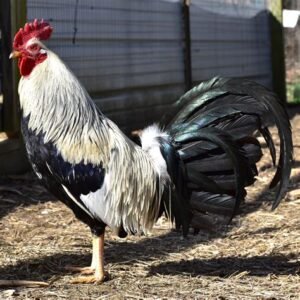 Ginn Grey Gamefowl