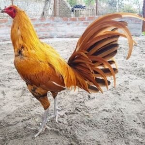 Peruvian Rooster